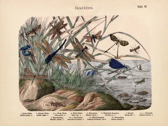 Insectos, c.1860